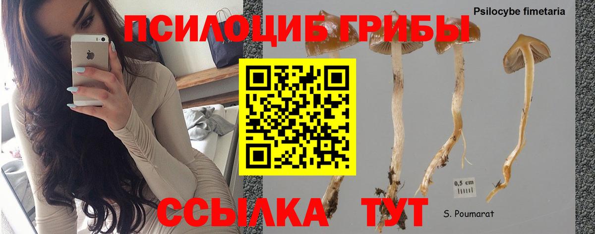 Псилоцибиновые грибы Cubensis Саранск